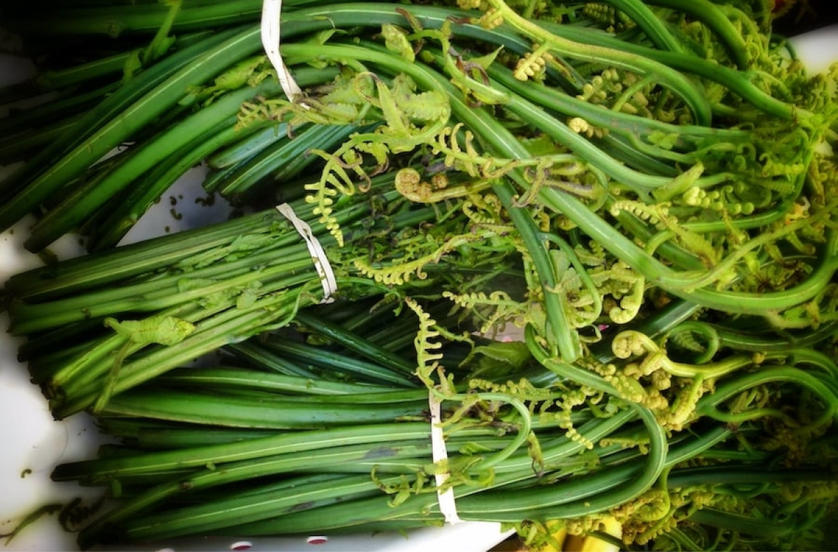 Rau dớn rừng