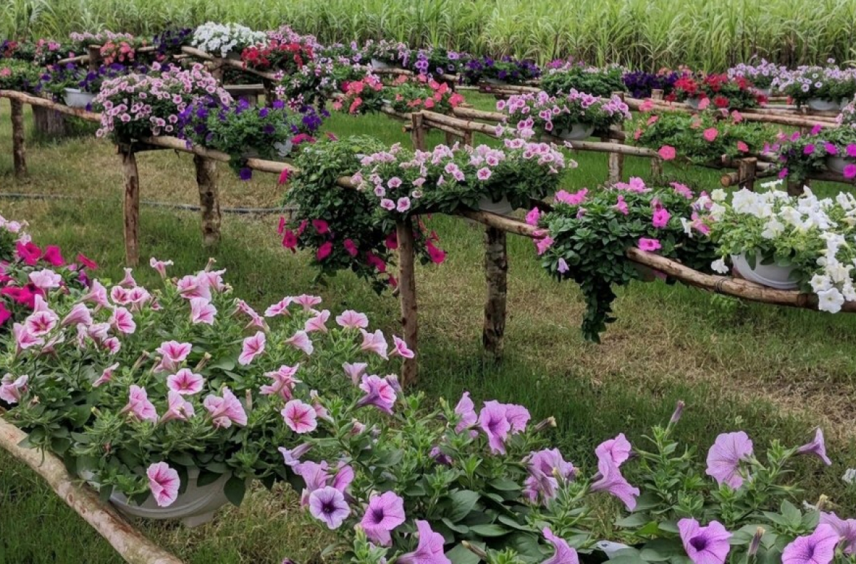 Nên ghé thăm Đồng Soi Farm Quảng Bình vào thời gian nào?