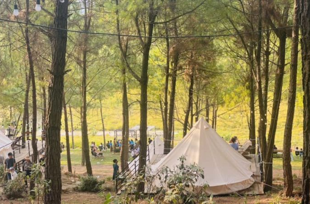 Trải nghiệm picnic giữa rừng thông xanh mát