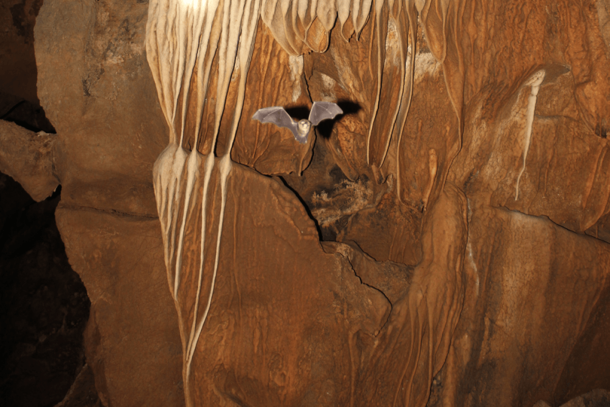 Hang động ở thôn Trỉa nằm ở đâu?