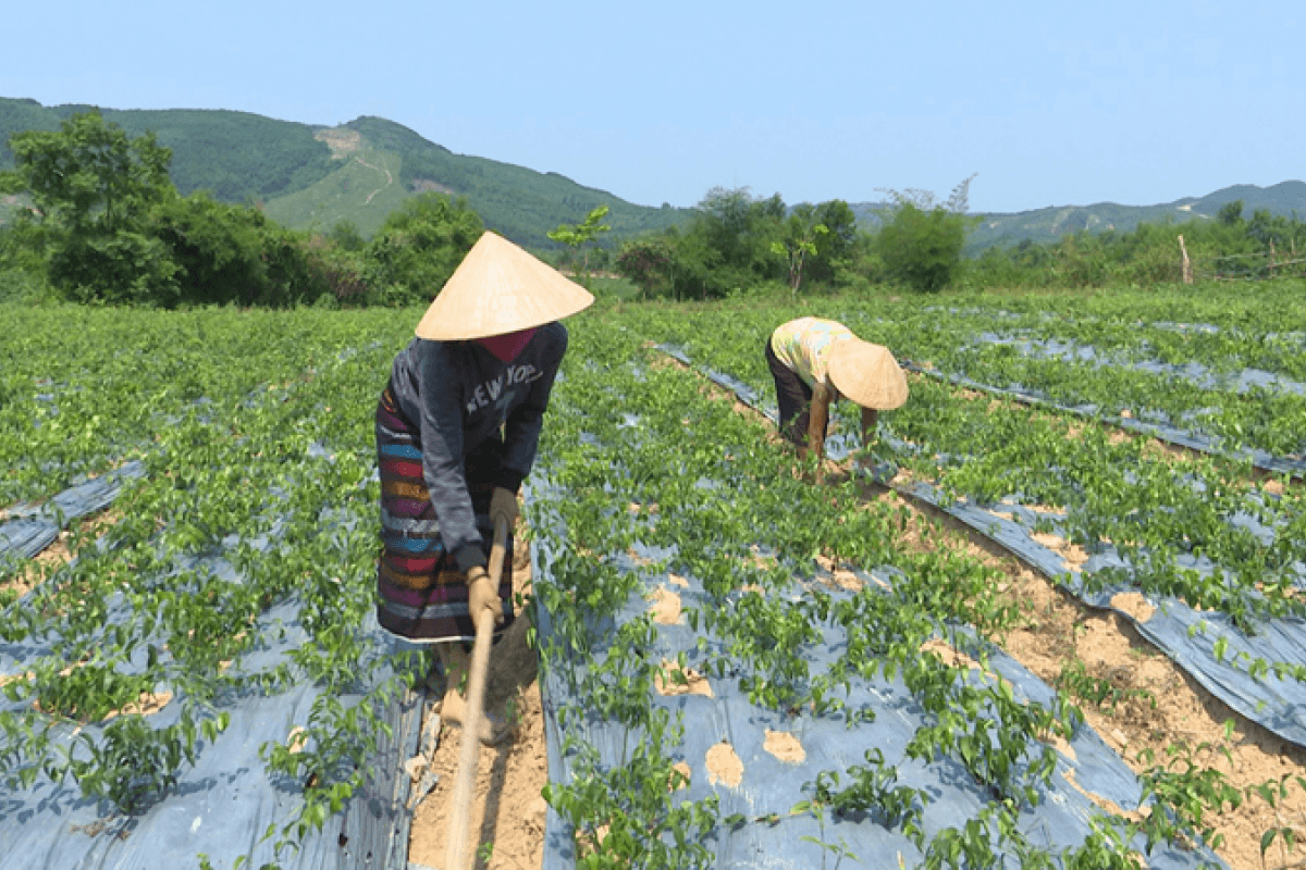 Canh tác và sinh kế của người Vân Kiều Quảng Trị