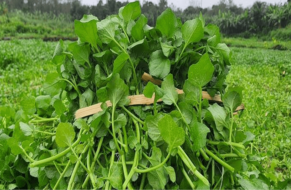Lưu ý khi sử dụng rau liệt Gio An