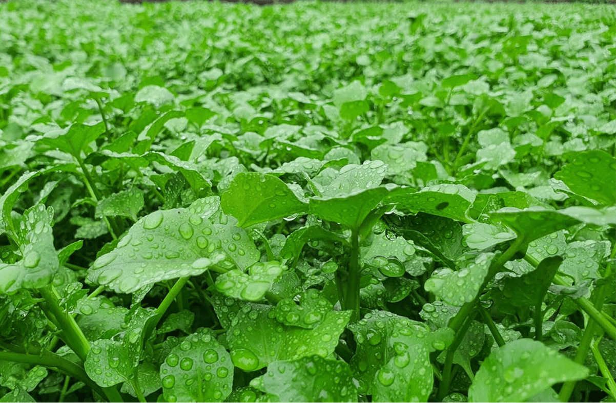 Những món ngon từ rau liệt Gio An khiến thực khách mê mẩn
