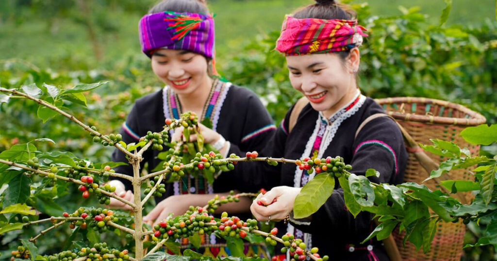 Cà Phê Khe Sanh Quảng Trị – Hương Vị Cao Nguyên Đại Ngàn