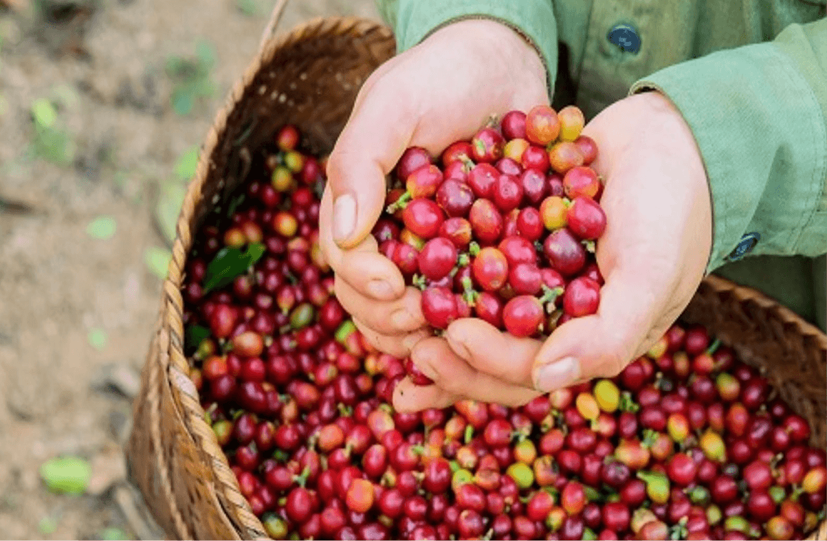 Cà phê Khe Sanh Quảng Trị đã bắt đầu hành trình như thế nào