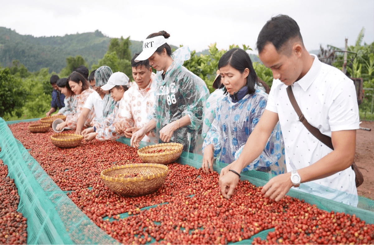 Canh tác xanh – Nền móng tạo nên chất lượng cà phê Khe Sanh