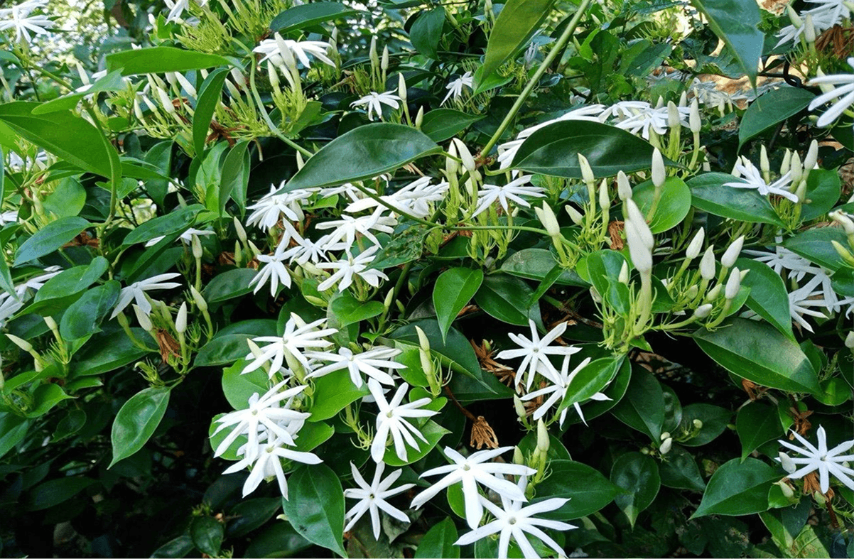 Cao Chè Vằng Cam Lộ Quảng Trị – Đặc Sản Dân Dã Từ Miền Trung 2 Từ cành lá tươi đến những miếng cao chè vằng cô đặc