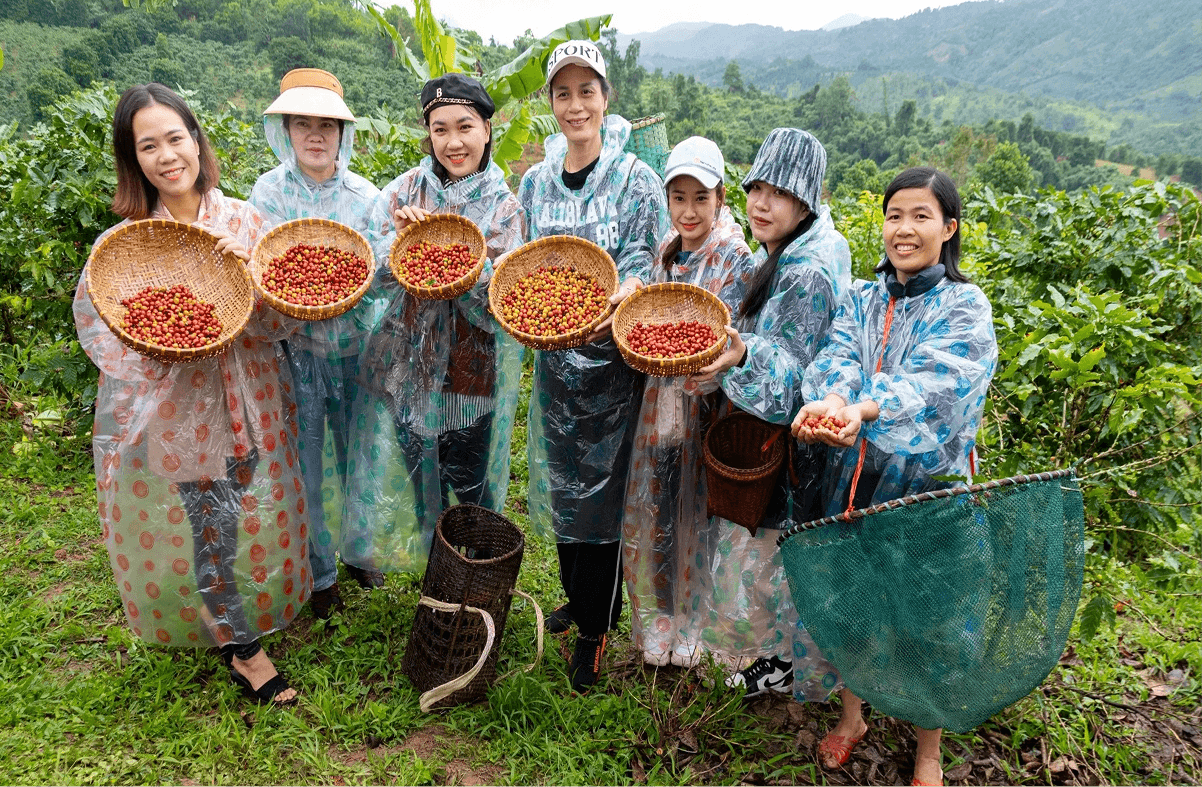 Từ trái cà phê chín mọng đến những mẻ hạt được tuyển chọn